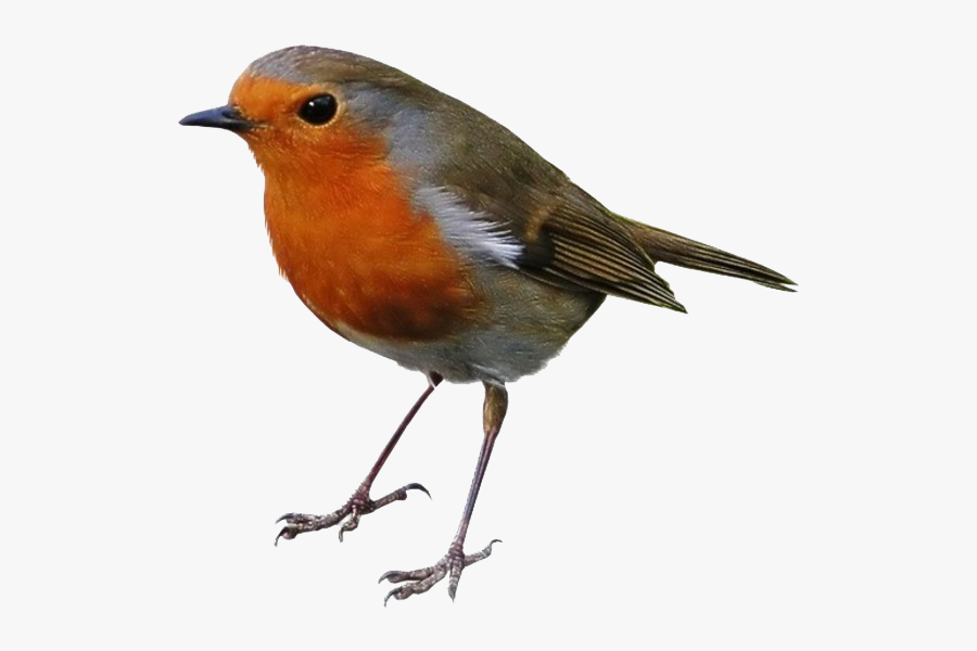 Robin Png Clipart - 知 更 鳥 Png, Transparent Clipart