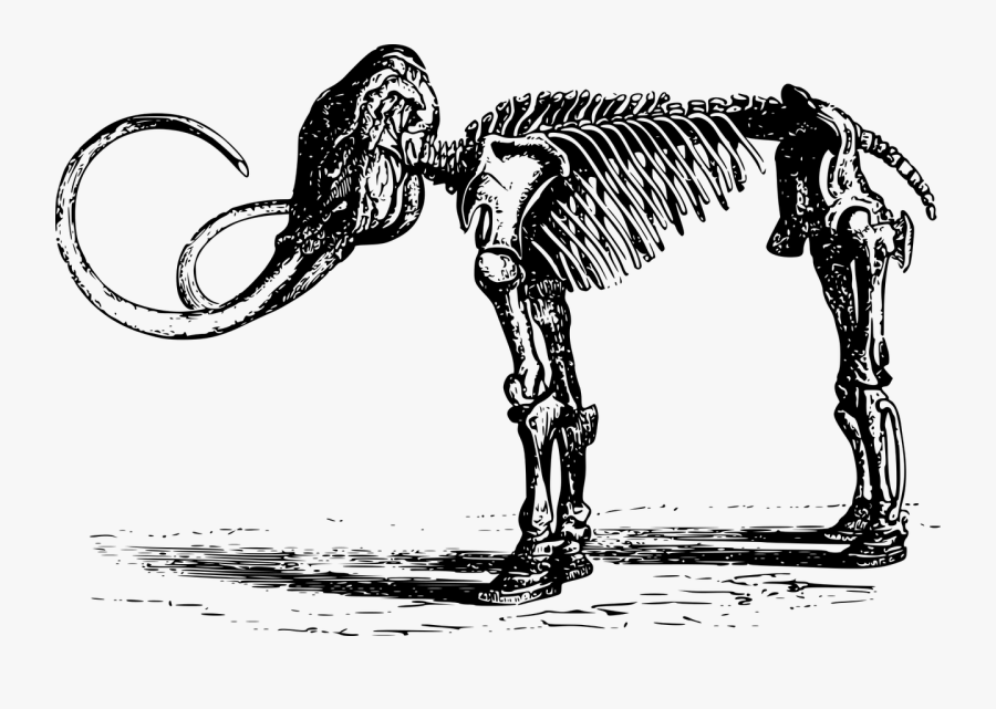 Bone Extinct Mammoth Transparent - Fosiles Blanco Y Negro, Transparent Clipart