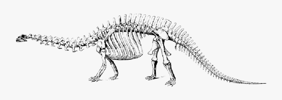 Free Pictures Images Found - Brontosaurus Skeleton, Transparent Clipart
