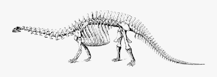 brontosaurus skeleton