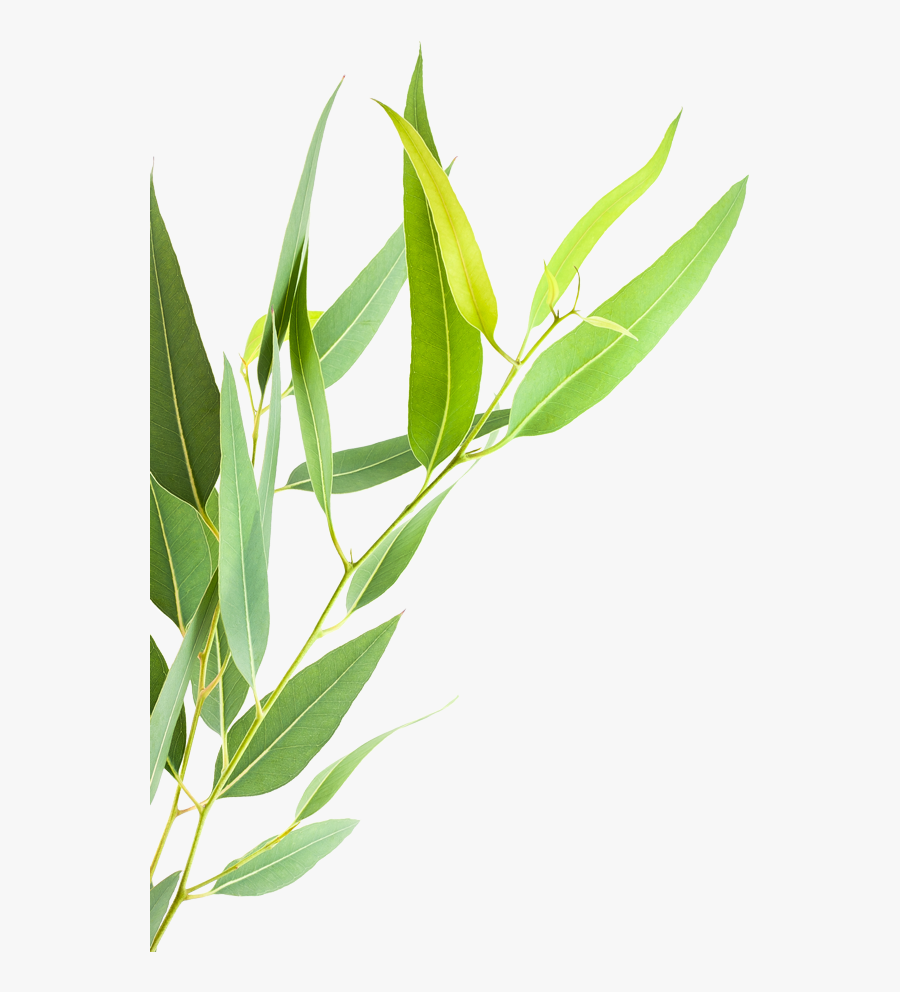 Leaf Isolated - Plant Stem, Transparent Clipart