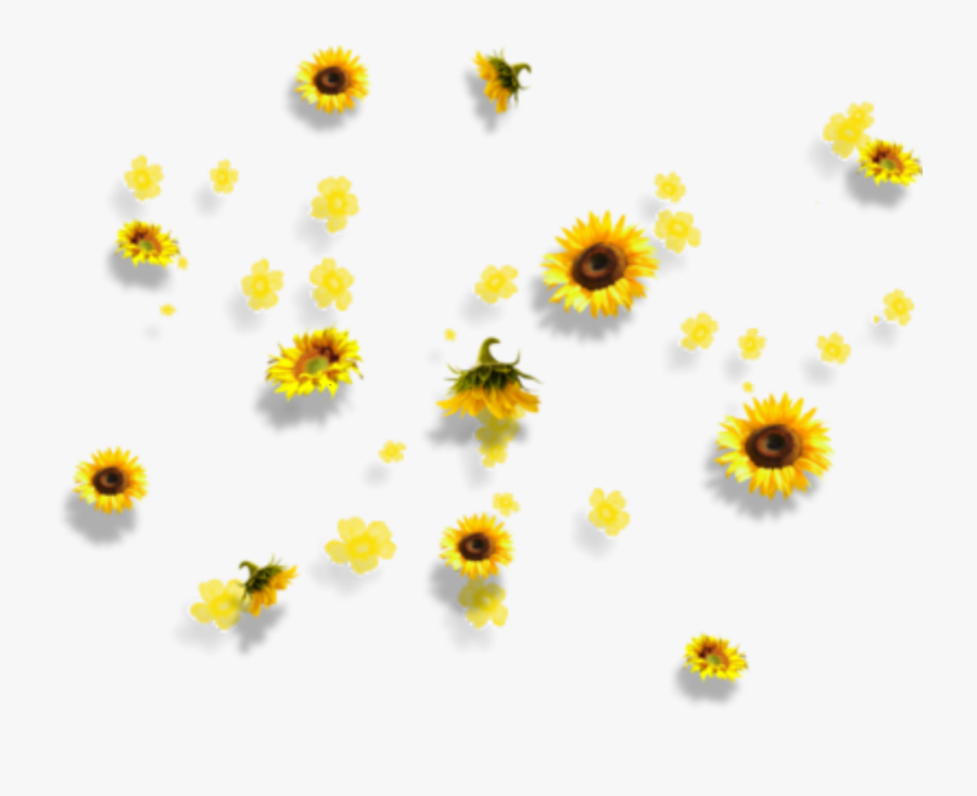 Yellow Flowers Aesthetic Tumblr Falling Clipart , Png - Aesthetic Sunflower Transparent Background, Transparent Clipart