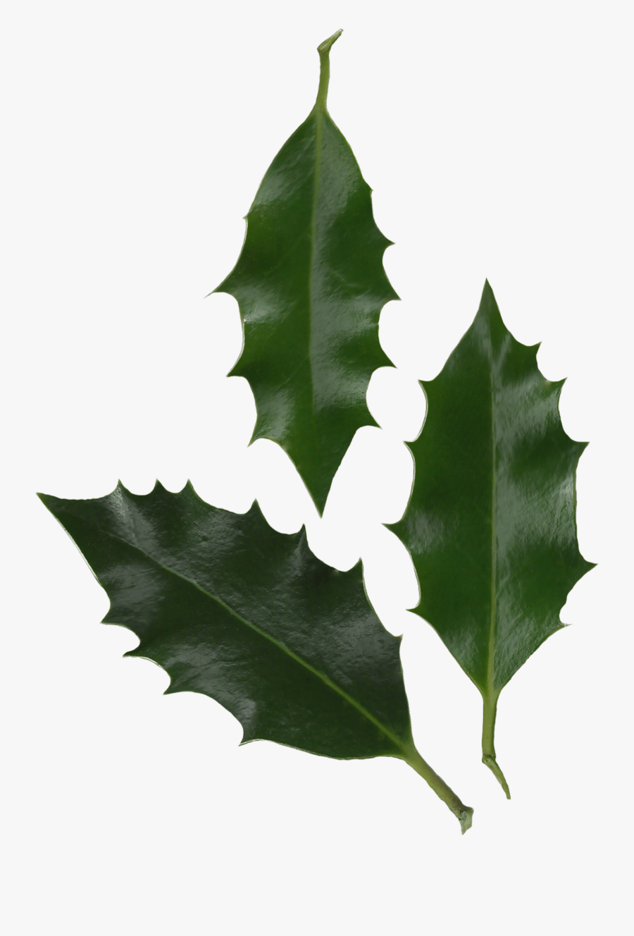 1312 X 1879 14 - Holly Ilex Aquifolium Leaf, Transparent Clipart