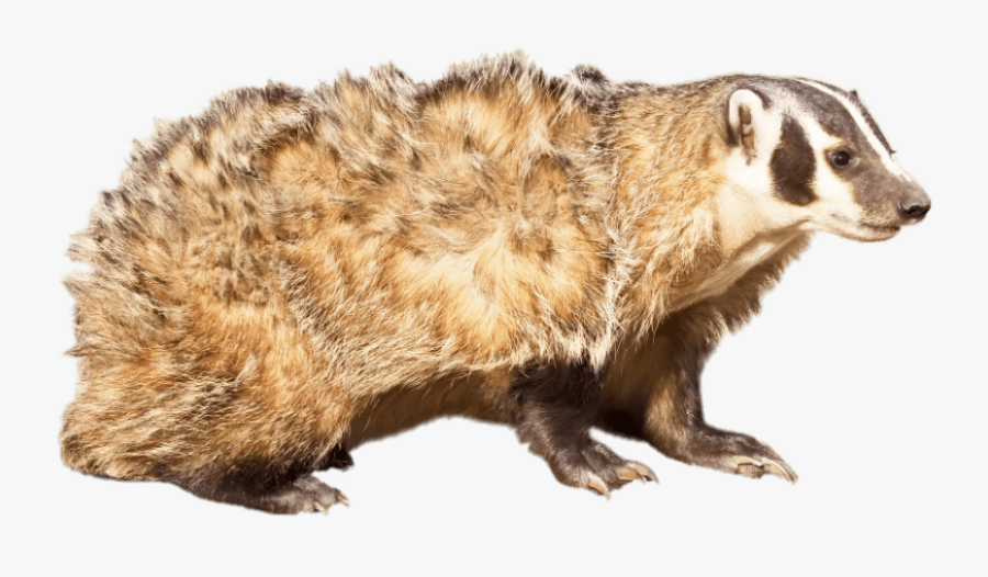 American Badger - Eats Badgers, Transparent Clipart