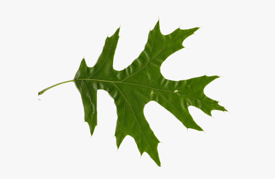 Picture Of Oak Leaves - Red Oak Leaf, Transparent Clipart