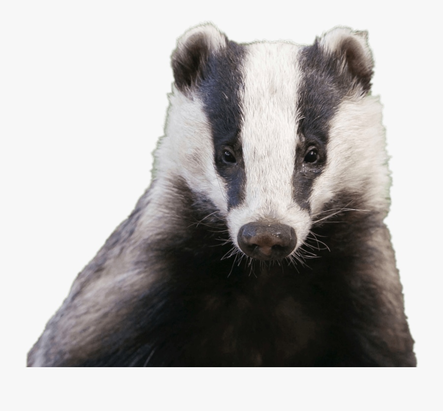 Badger Head - Badger Face, Transparent Clipart