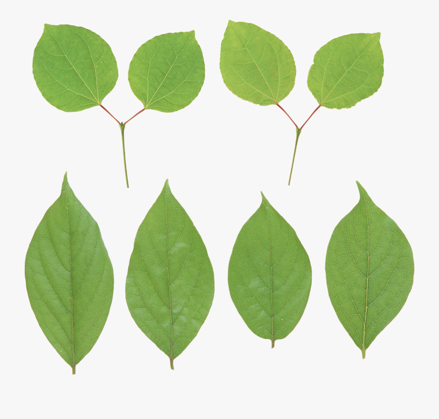 Lemon Leaf Png, Transparent Clipart