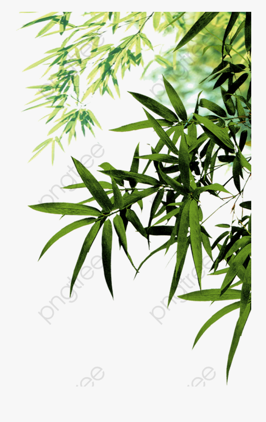 Green Leaf Clipart Image - Bamboo Png, Transparent Clipart