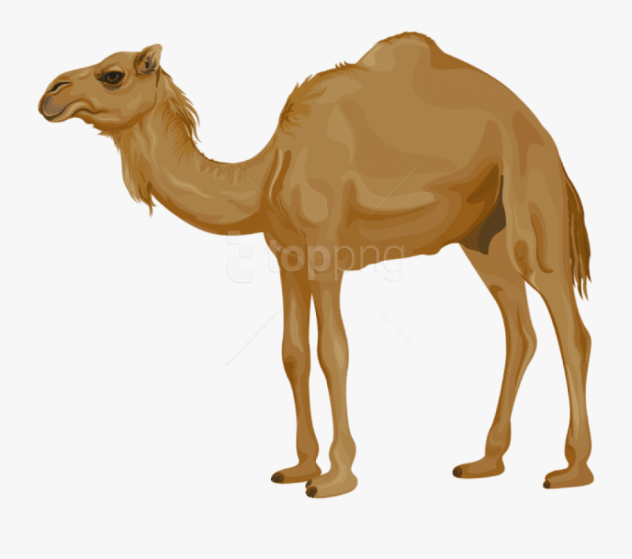 Free Png Download Camel Png Images Background Png Images - Clipart Camel Transparent Background, Transparent Clipart