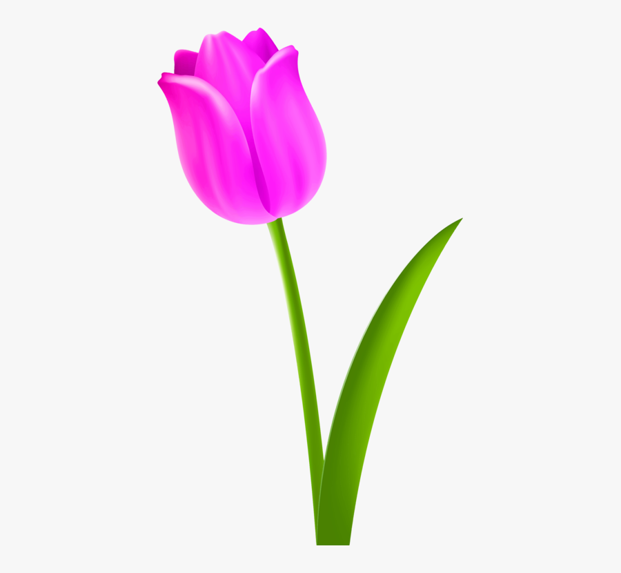 Plant,flower,purple - Clipart Of Tulip Flower, Transparent Clipart