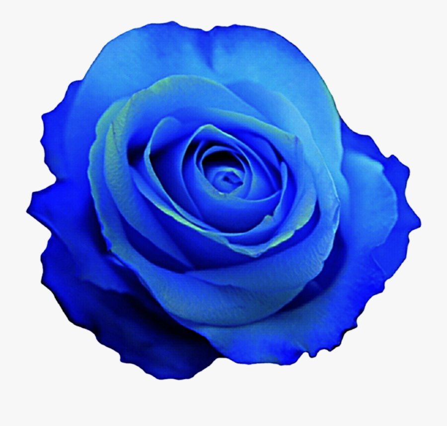 Blue Clipart Rose - Blue Rose Clip Art, Transparent Clipart