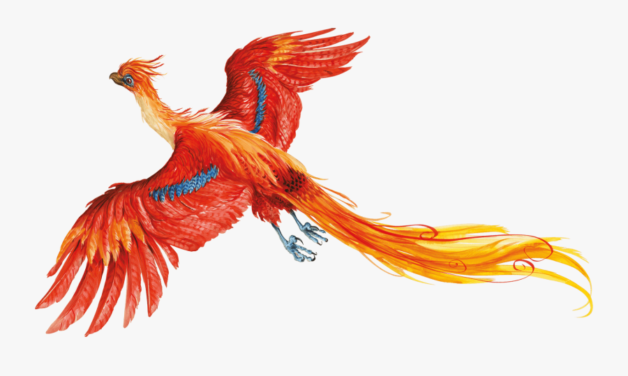 Harry Potter Png No Background - Harry Potter Phoenix Tail , Free