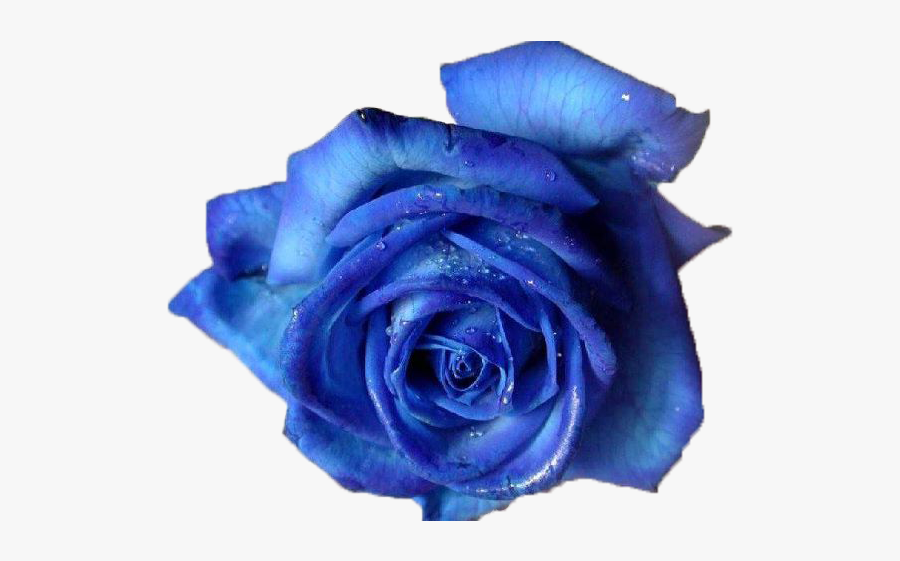 Blue Flower Clipart Transparent Background - Blue Rose In India, Transparent Clipart