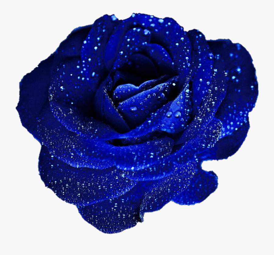 Rose Blue Flower Png, Transparent Clipart