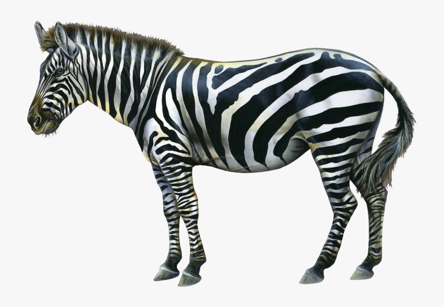 Zebra Clipart Clear Background - Change In The Wind Wisdom, Transparent Clipart