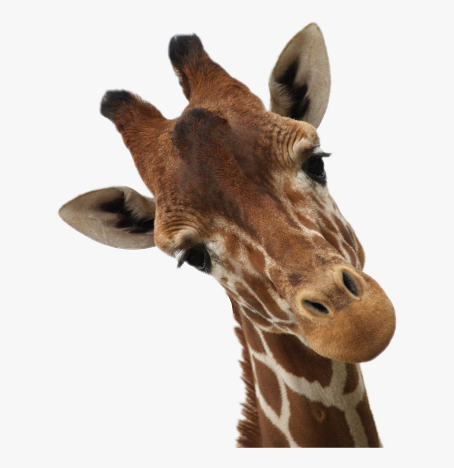#giraffe #giraffes #sticker #clipart #africa #animal - Giraffe Looking Down At Camera, Transparent Clipart