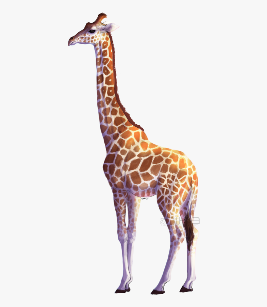Giraffe Png Free - Giraffe Png, Transparent Clipart