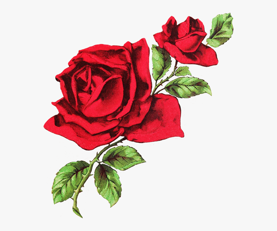 Red Rose Clipart Dark Red - Red And White Twitter Headers, Transparent Clipart