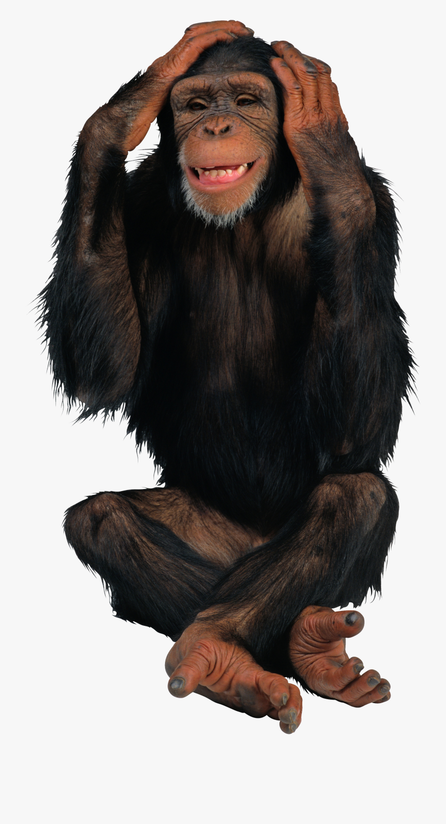 Monkey Icon Clipart - Monkey Png, Transparent Clipart