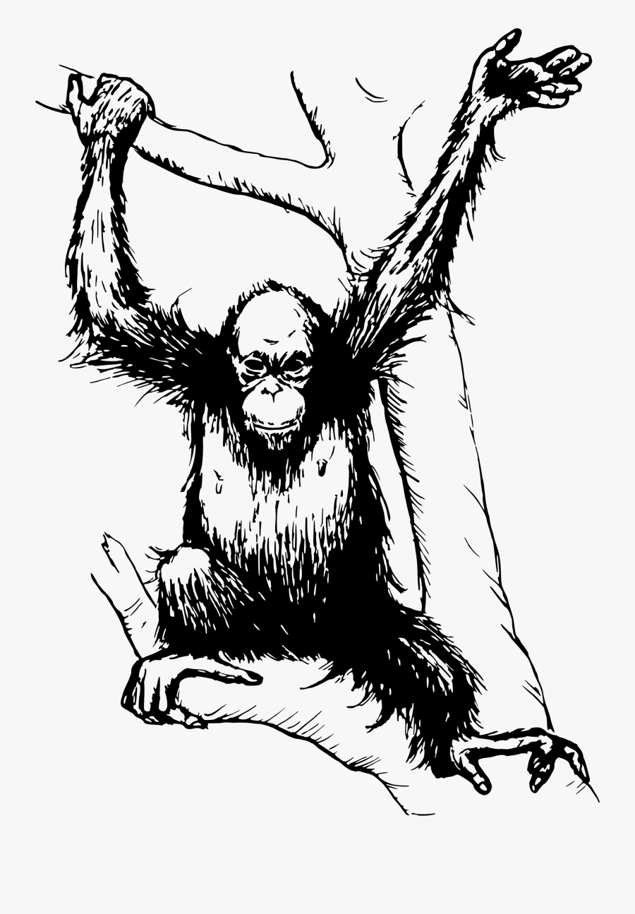 Chimp Drawing Orangutan Transparent Png Clipart Free - Orangutan Black And White, Transparent Clipart