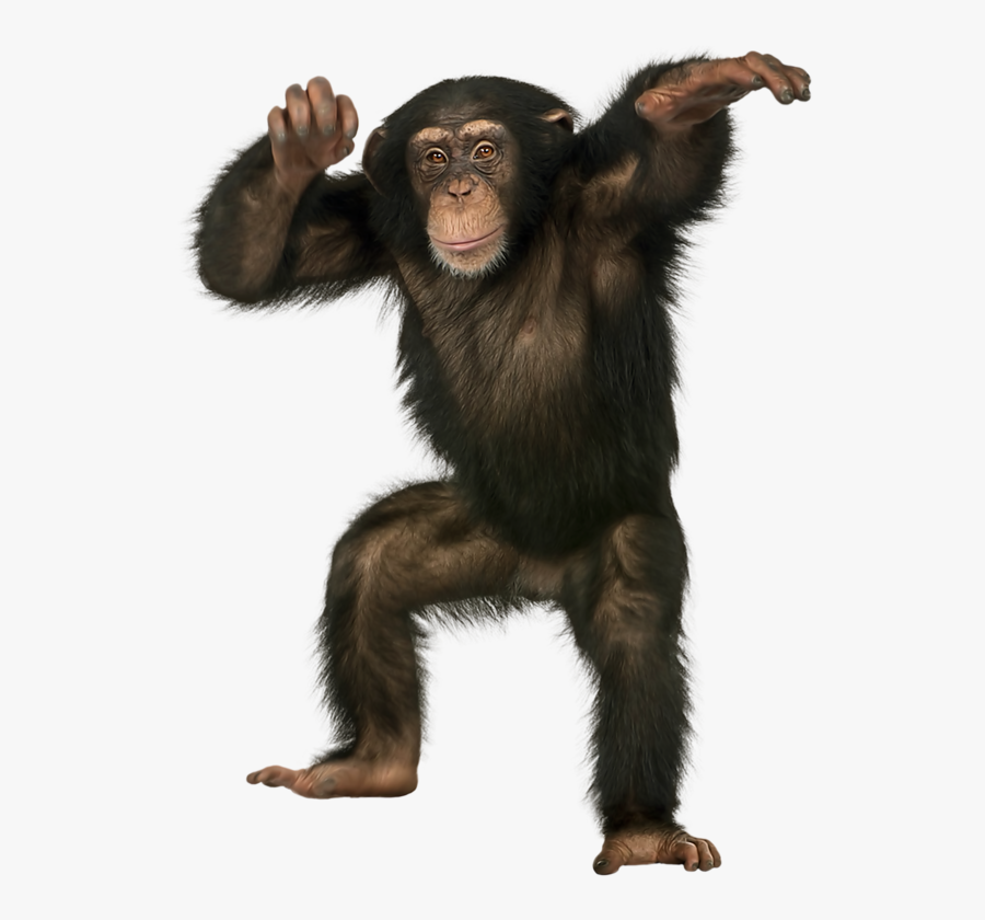 Transparent Background Monkey Png , Free Transparent Clipart - ClipartKey