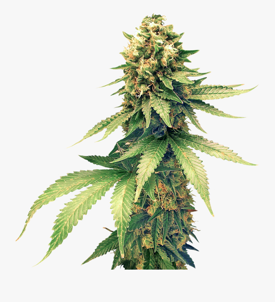 Cannabis Images Free Download - Weed Plant Png, Transparent Clipart