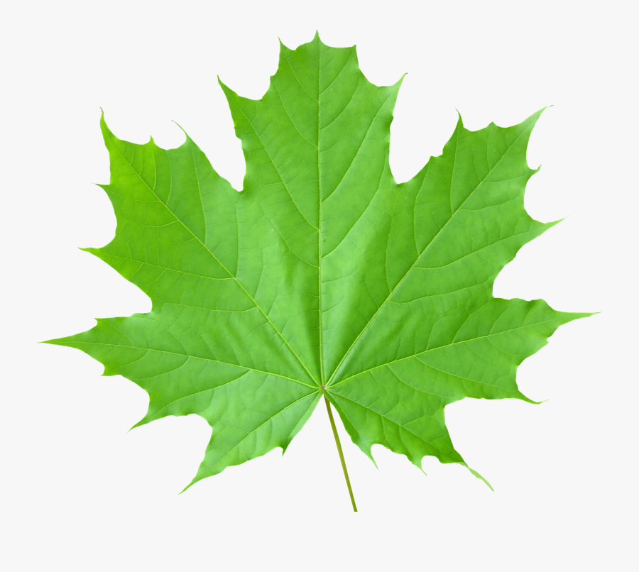 Green Leaf Png - Maple Green Leaf Png, Transparent Clipart
