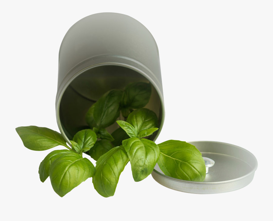 Basil Leaf Pot Png Image - Basil Png, Transparent Clipart