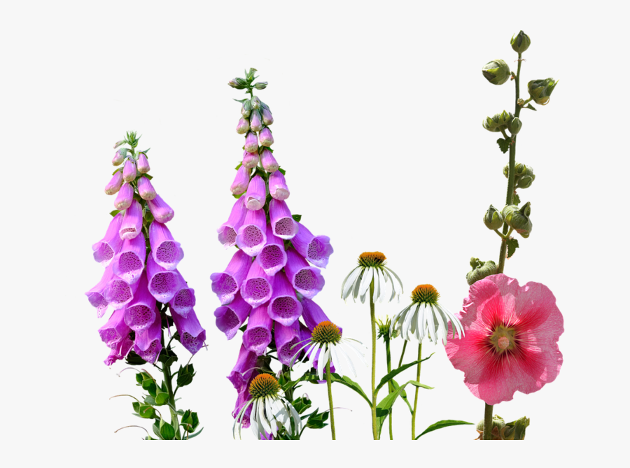 Transparent Wild Flowers Png - Wild Flower Png, Transparent Clipart