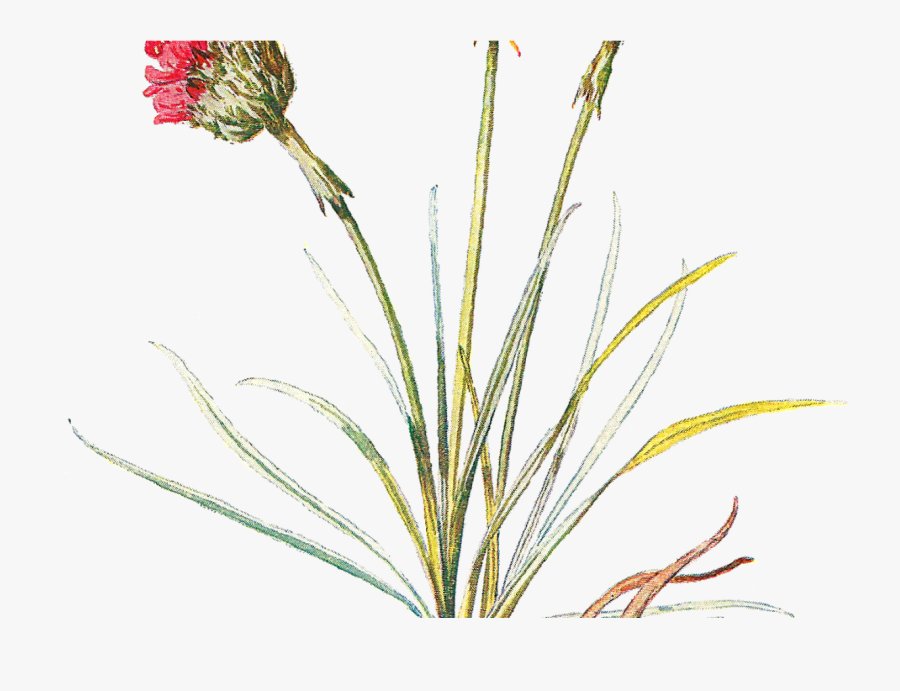 Transparent Marigolds Clipart - Png Vintage Botanical Flower, Transparent Clipart
