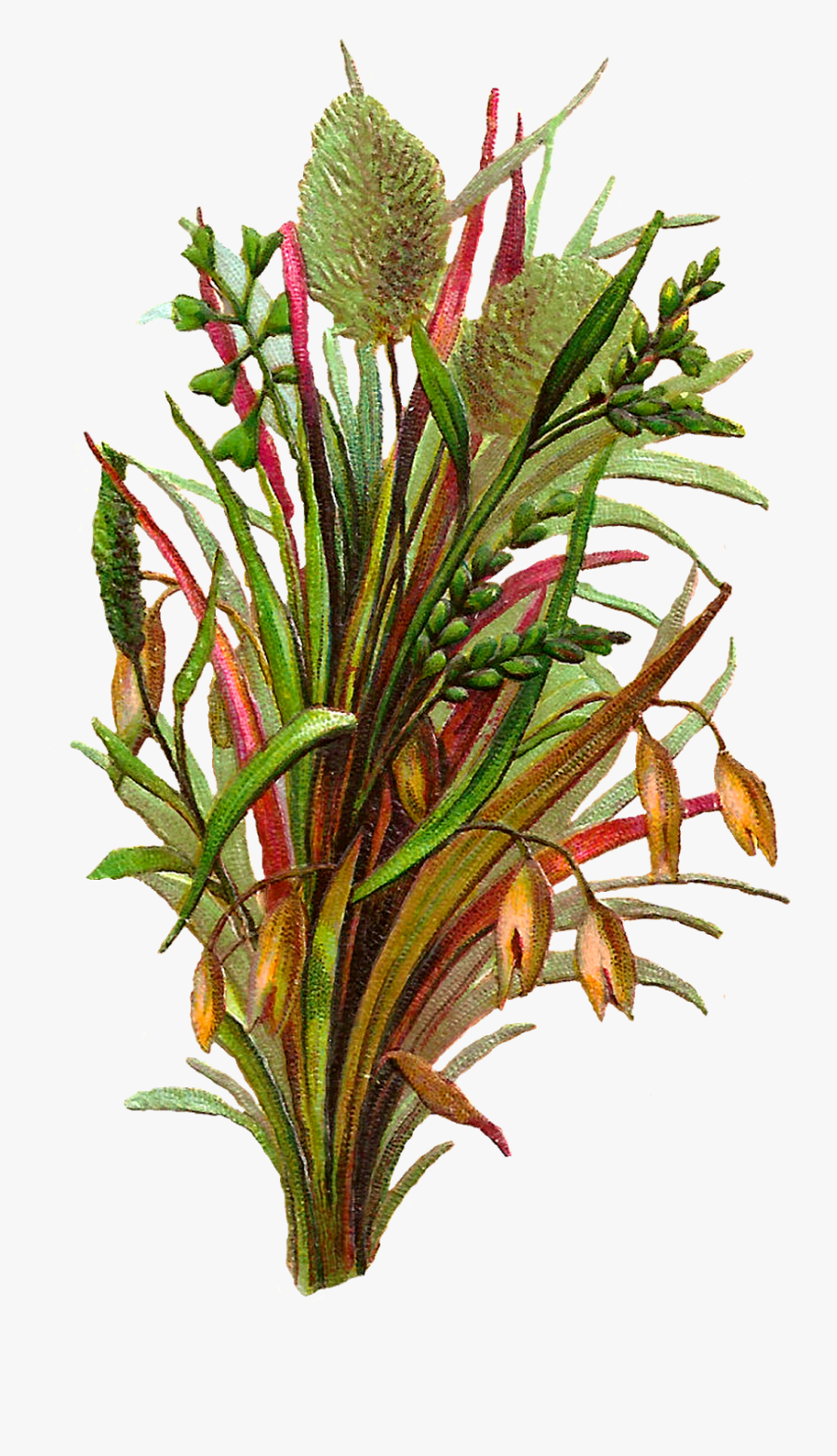 Png Botanical Illustration Digital, Transparent Clipart