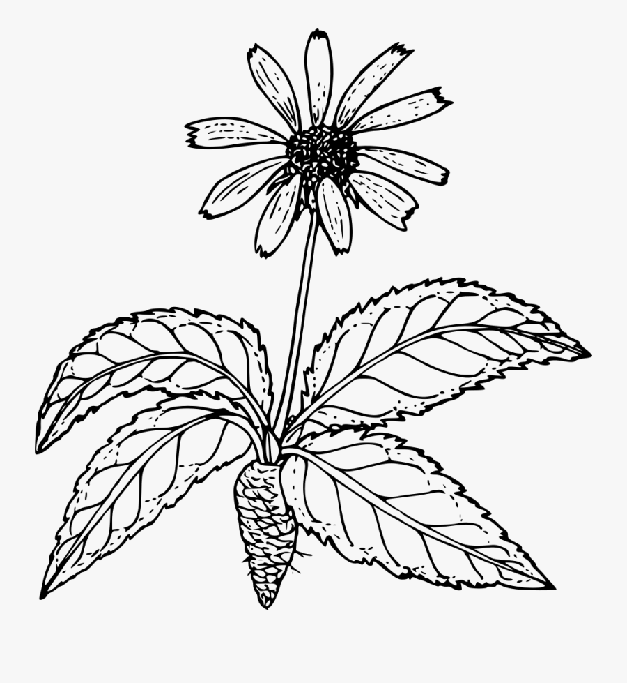 Symmetry,monochrome Photography,tree - Drawing Of Flower Root, Transparent Clipart