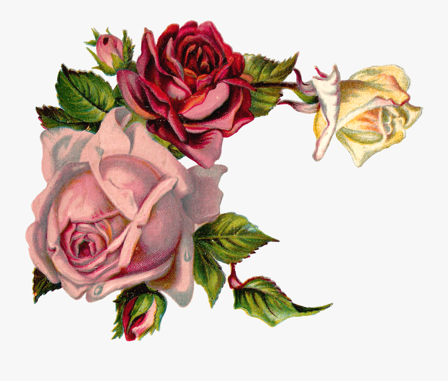 Clip Art Antique Images Digital Pink Vintage Roses Corner Png Free   49 493314 Clip Art Antique Images Digital Pink Vintage Roses 