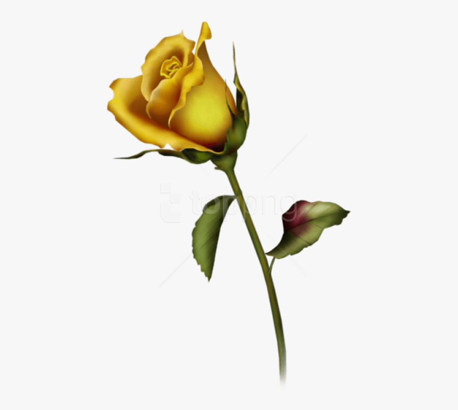 Transparent Rose Bud Png - Yellow Rose Tattoo Design, Transparent Clipart