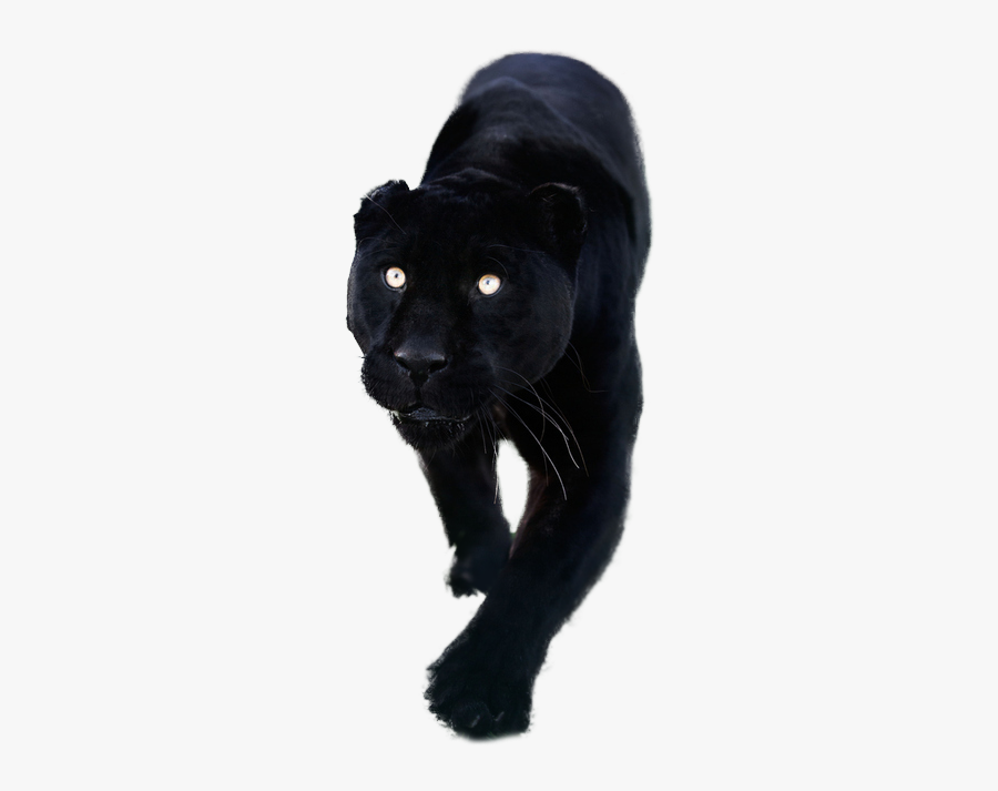 Totally Transparent Resources Images - Black Panther Animal Transparent, Transparent Clipart