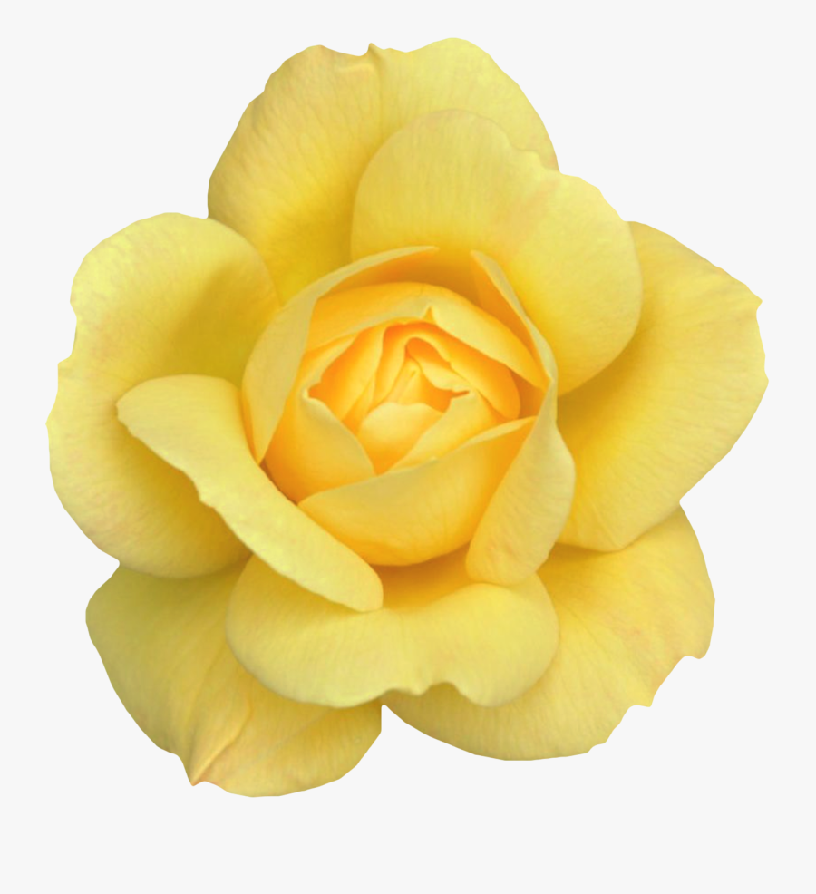 Yellow Rose / Flower / Transparent, Transparent Clipart