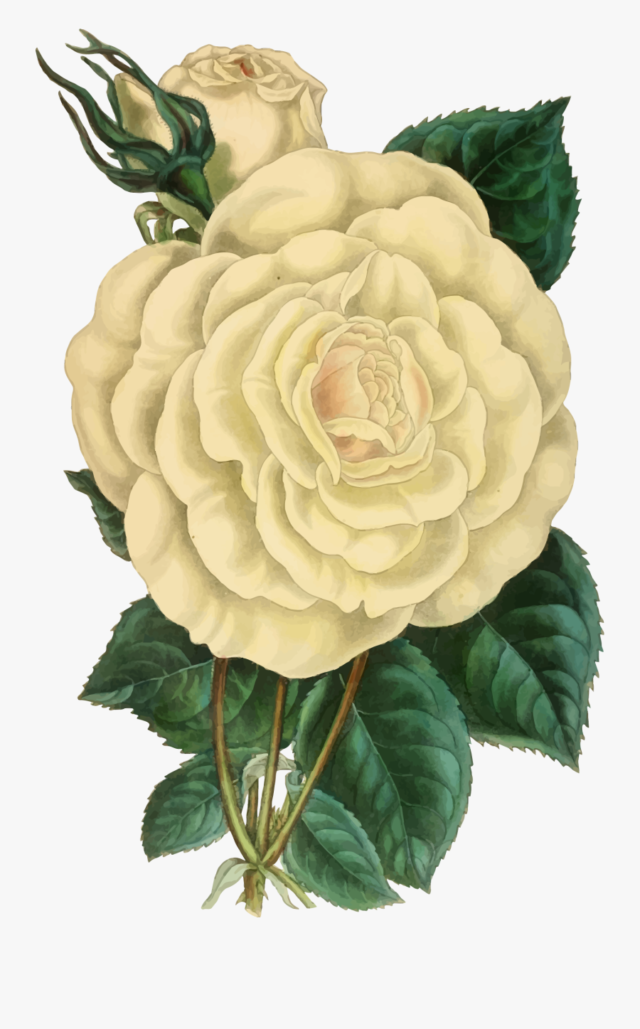 Clipart - Vintage Rose Illustration Png, Transparent Clipart