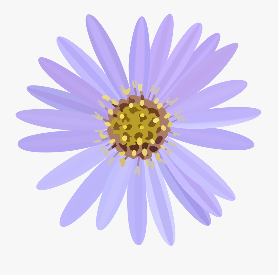 Daisy,purple,flowering Family,daisy,barberton Daisy,pollen,annual - Aster Transparent, Transparent Clipart