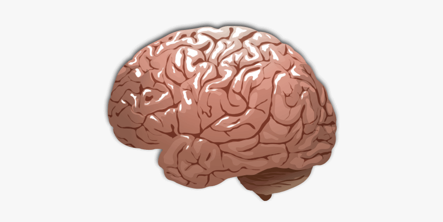 Human Brain Color - Color Of Our Brain, Transparent Clipart