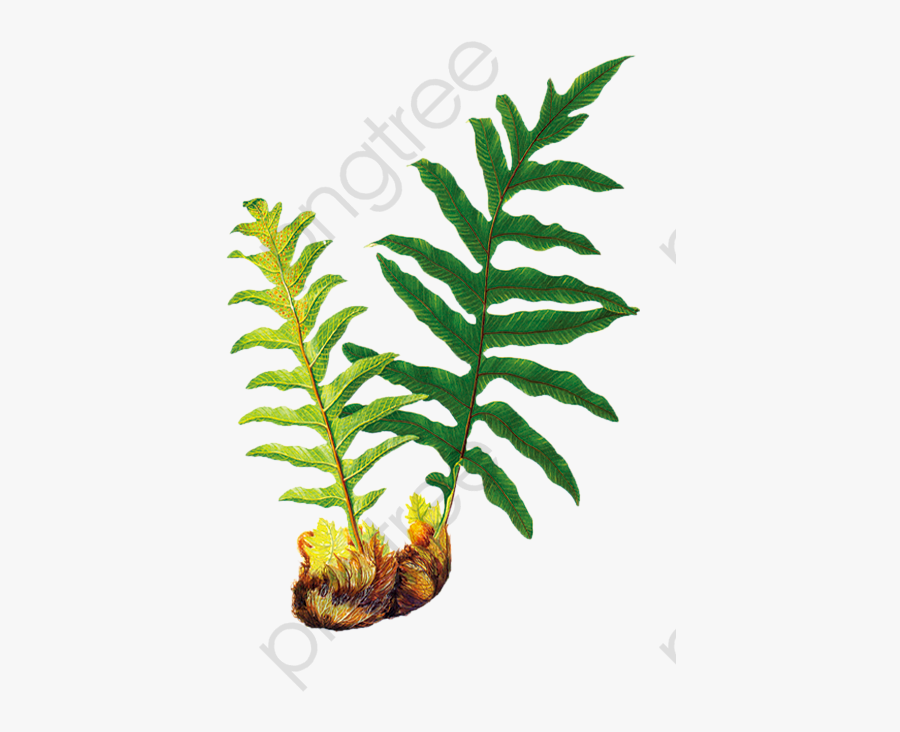 Chinese Medicine Drynaria - Pseudodrynaria Coronans, Transparent Clipart