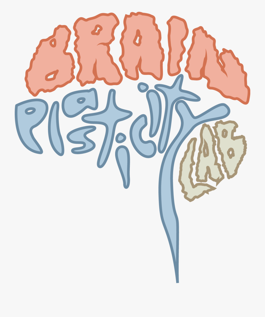Transparent Brain Outline Png - Plasticity And Functional Recovery Of The Brain, Transparent Clipart