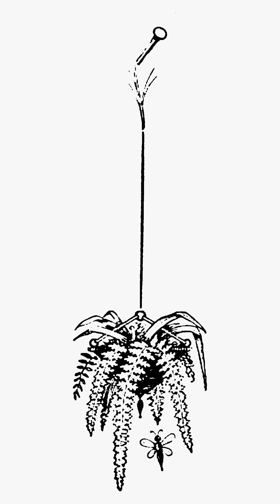 Hanging Plant Free Png, Transparent Clipart