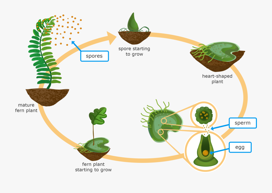 Transparent Ixl Clipart - Fern Reproduction Cycle, Transparent Clipart