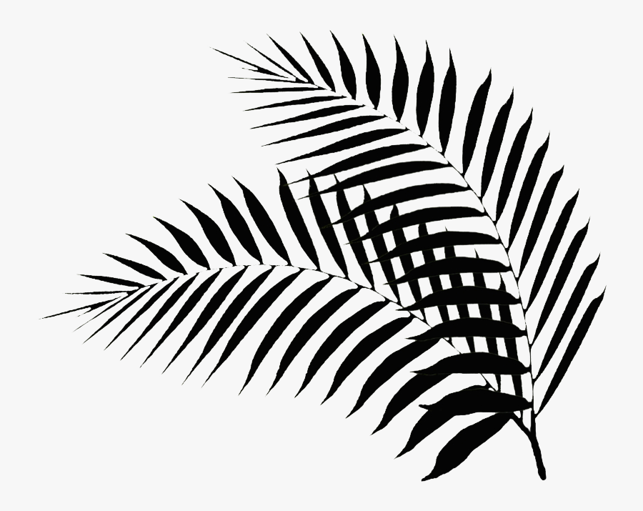 Black Palm Leaf Black Palm Leaf Png- - Palm Leaf Silhouette Png, Transparent Clipart