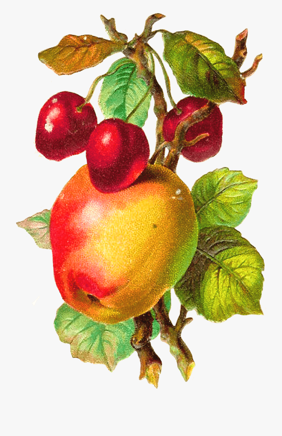 Free Fruit Clip Art - Apple Fruit Vintage Png, Transparent Clipart