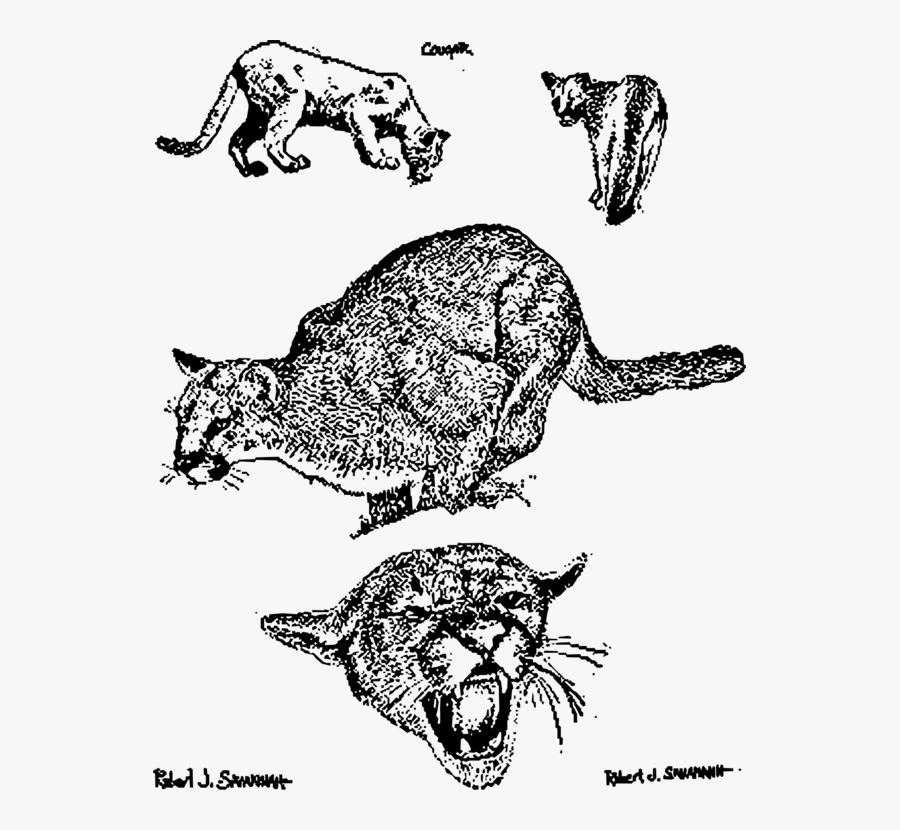 Transparent Cougar Clip Art - Puma Para Colorear, Transparent Clipart