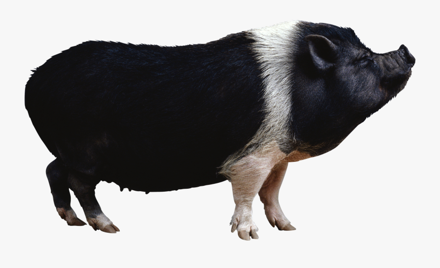 Fourteen Isolated Stock Photo - Black Pig Png, Transparent Clipart