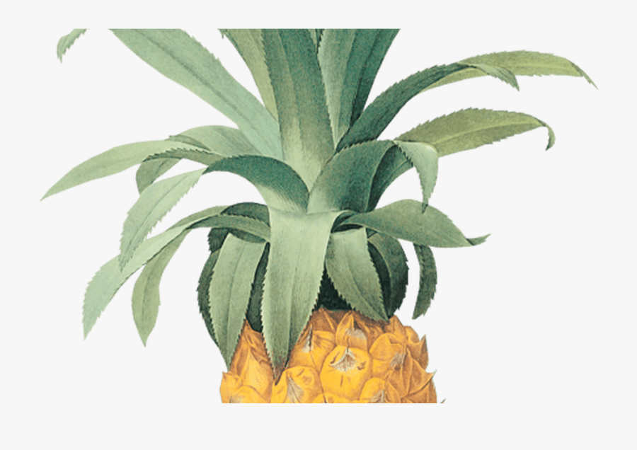 Transparent Botanical Png - Mind The Gap Ananas, Transparent Clipart