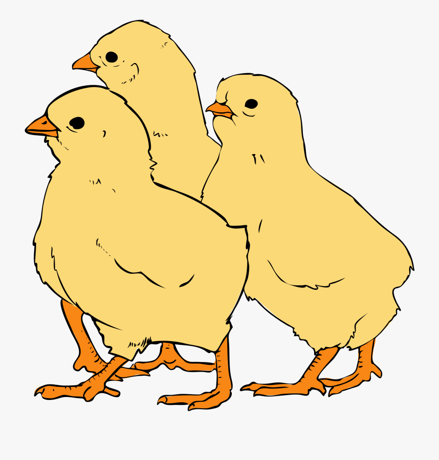 Chicks Clipart - Three Chicks Clip Art, Transparent Clipart