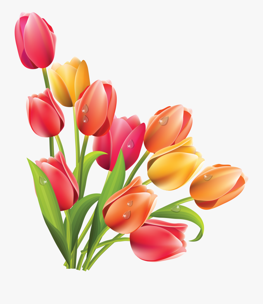 Tulip Clipart - Transparent Background Tulips Png, Transparent Clipart